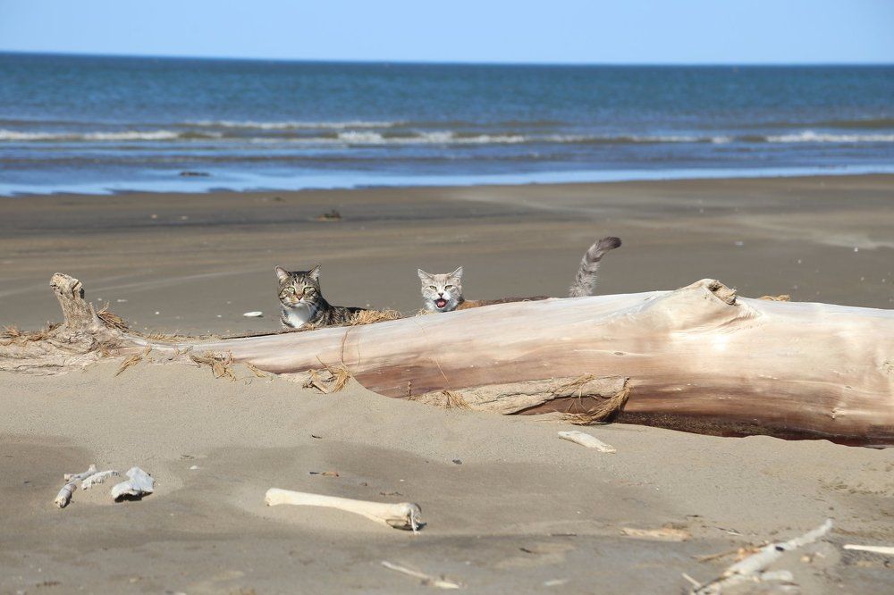 "Морские" котики