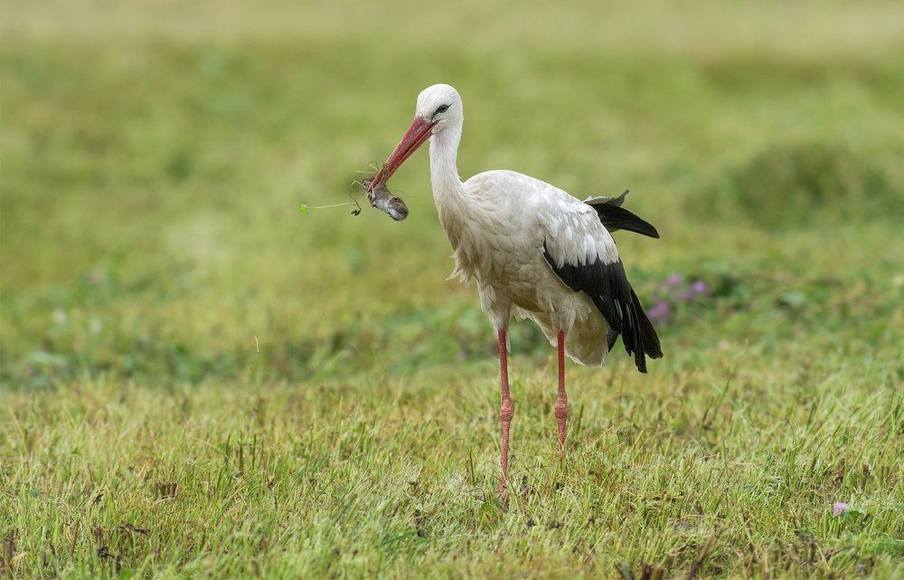 Ну-ка, отними!