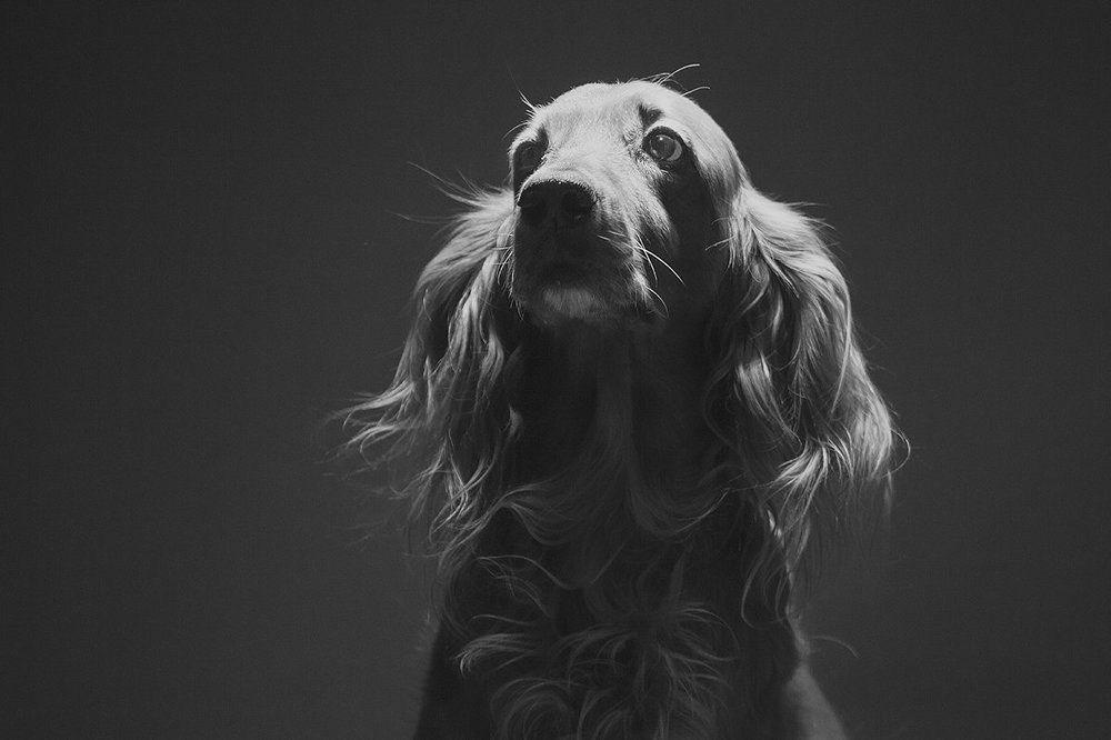 Драматическая актрисса