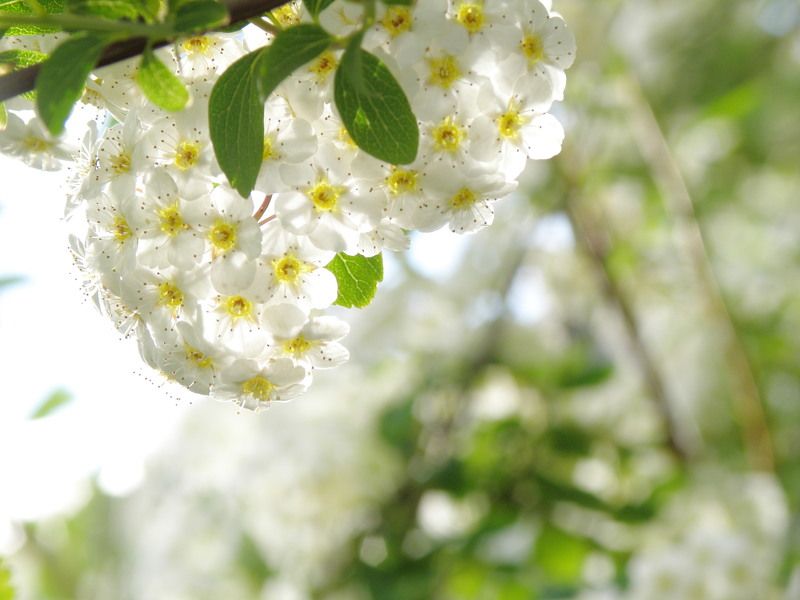 viktoriya burmekha, Spain