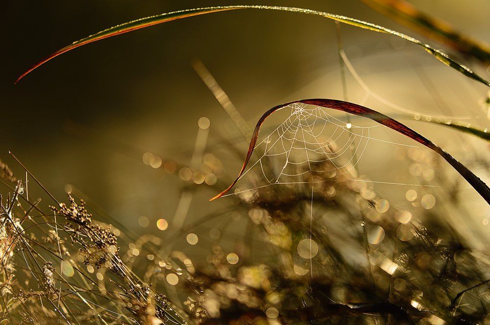 Осеннее золото