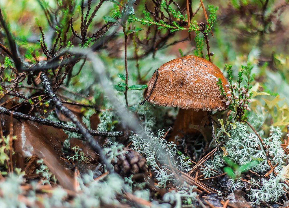 В северном лесу
