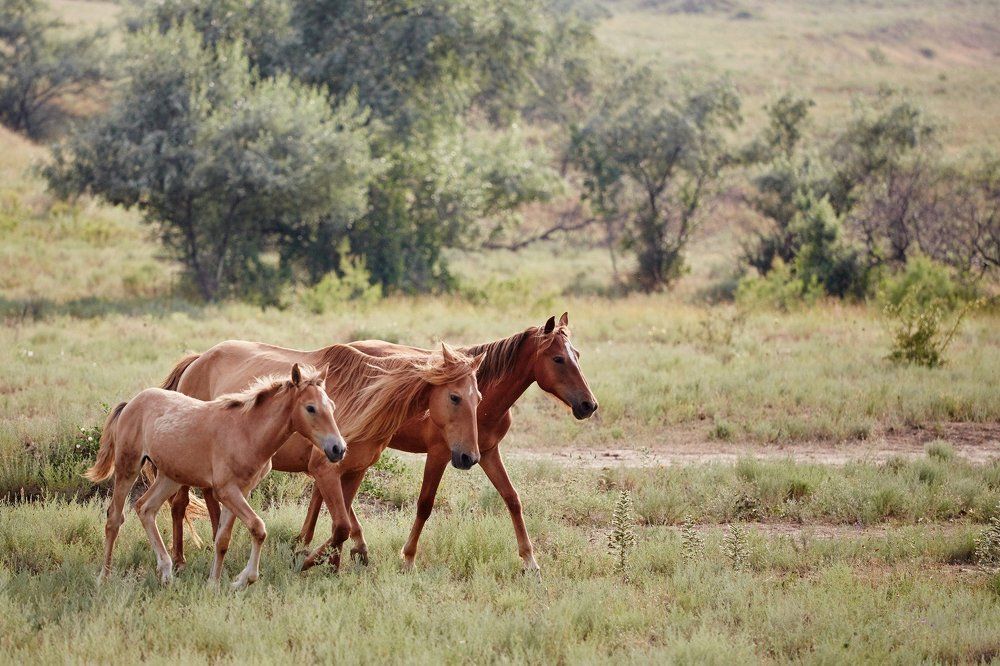 Тройка рыжих лошадей