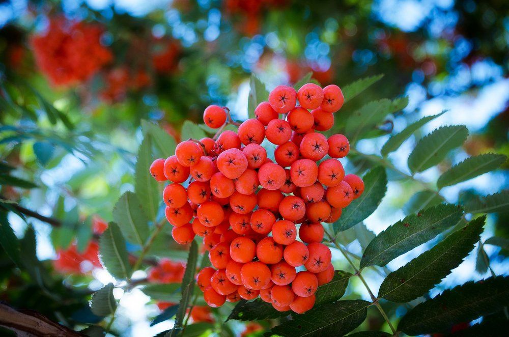 Рябина красит осень