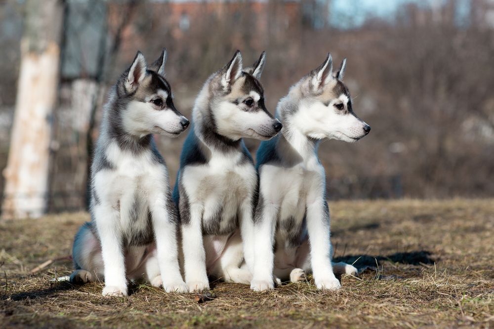 Трое из ларца...