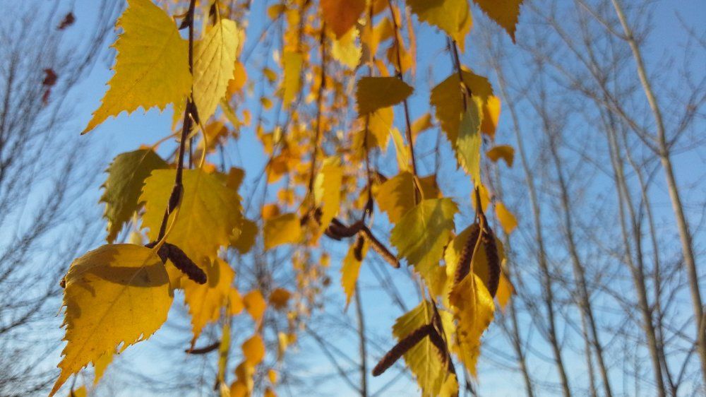 Золотые Косички Осени