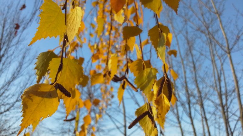 Екатерина, Belarus