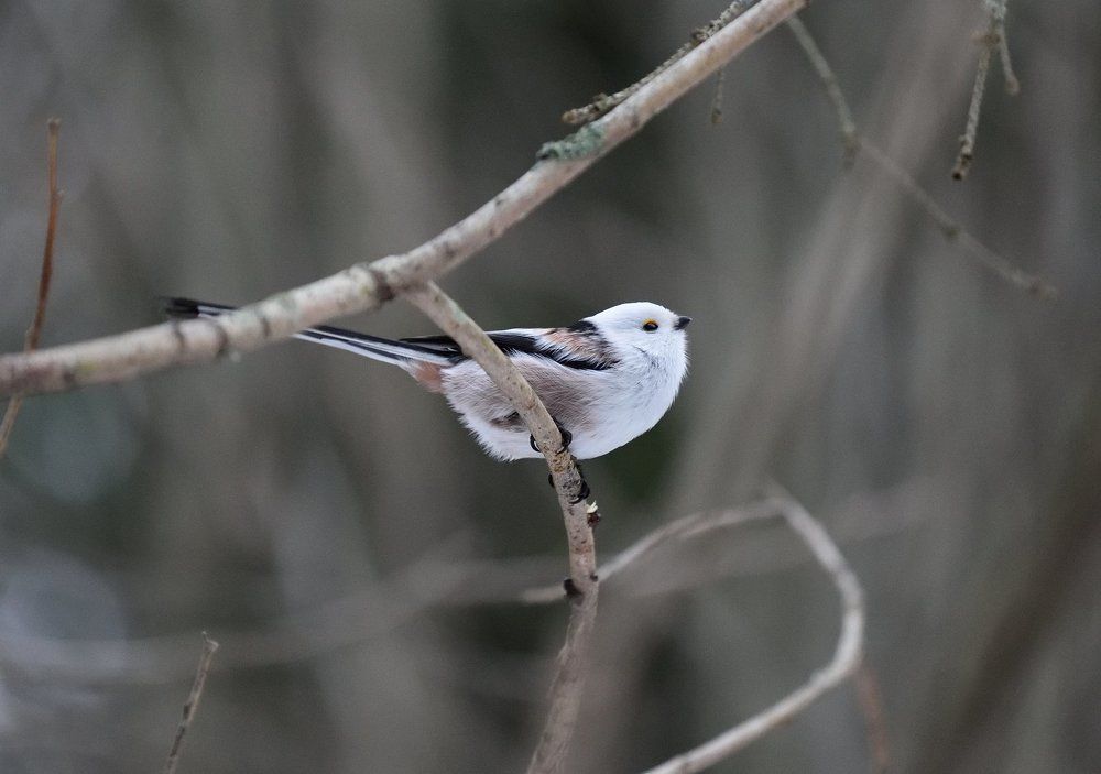 лесная красавица