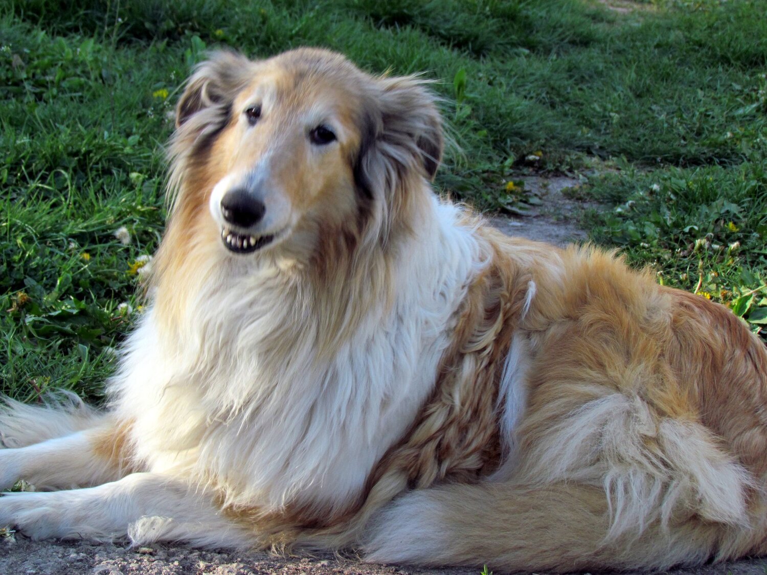 Лиза