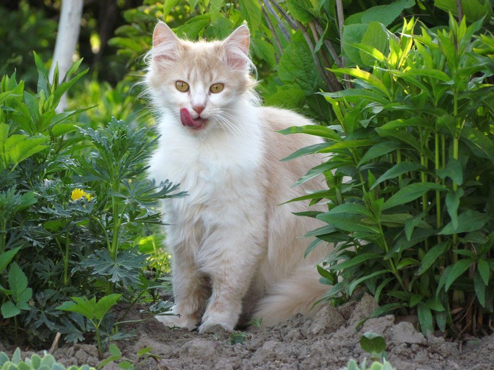 Кося