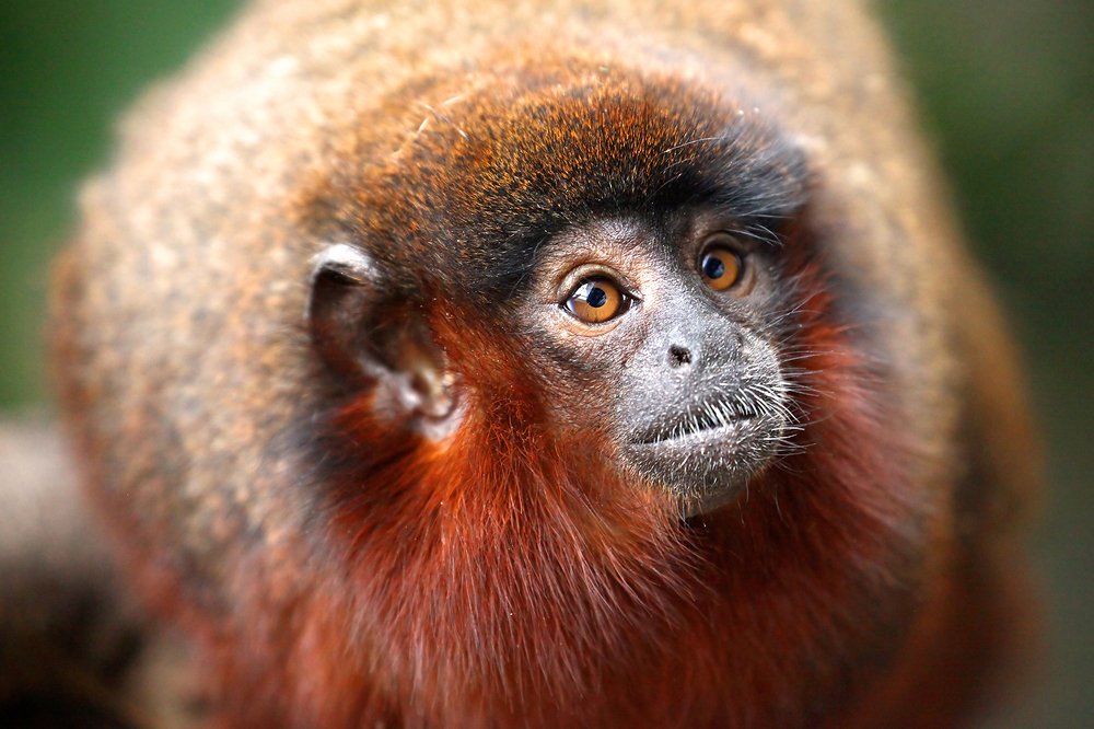 Обезьянка Тити