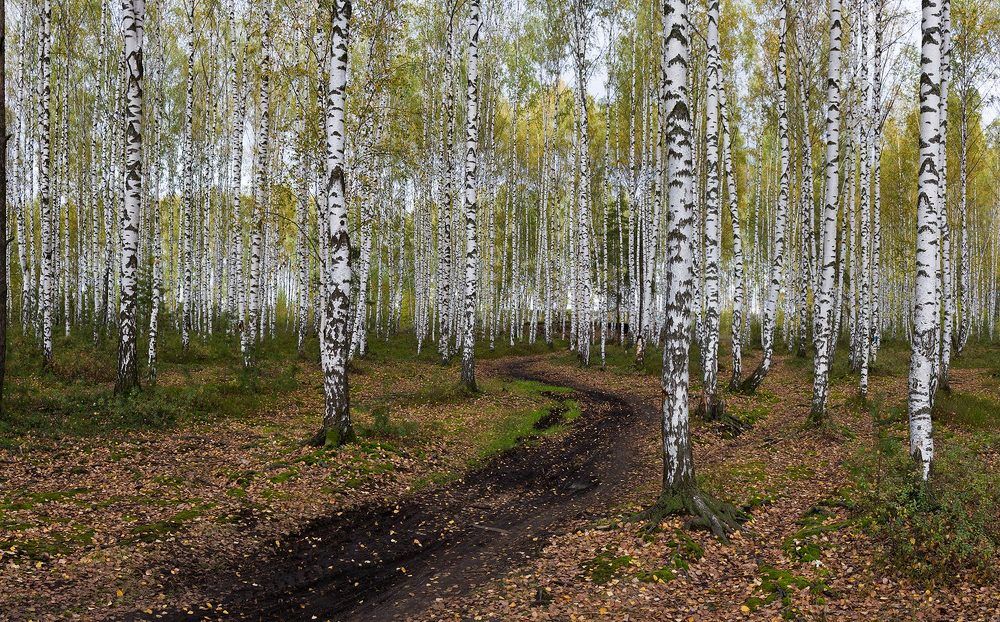 Осенняя дорога