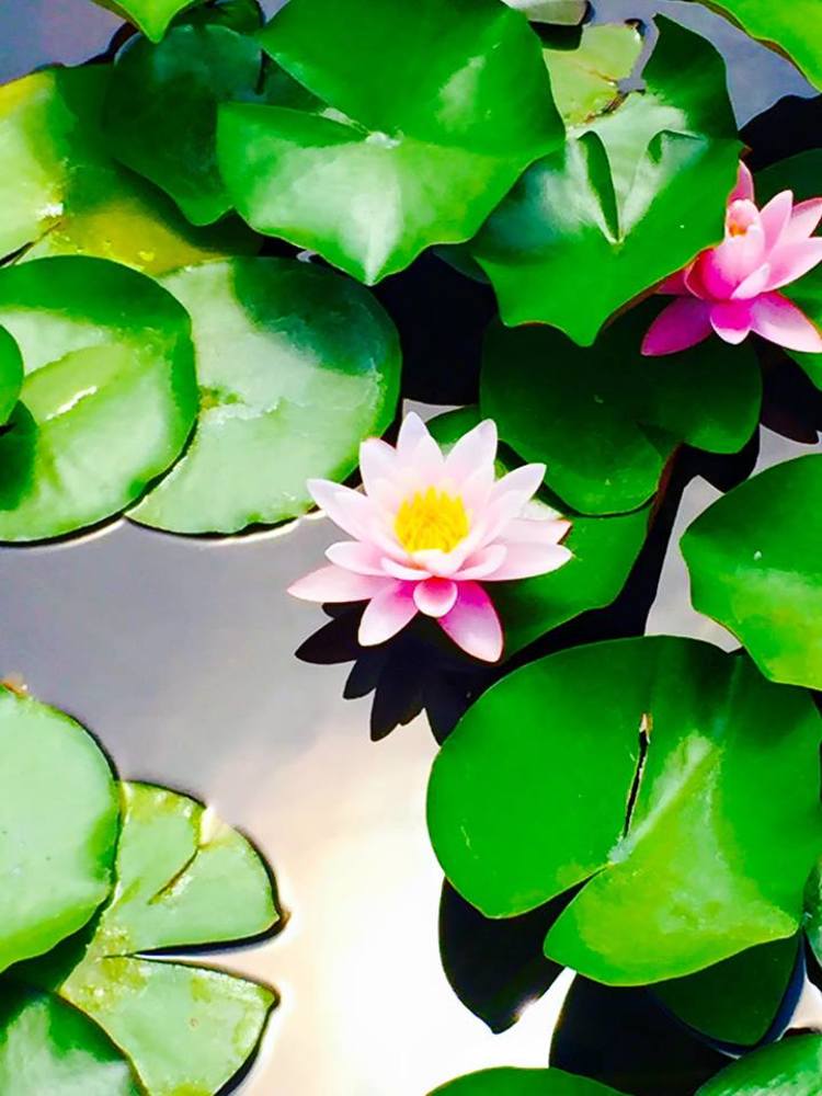 Чудо природы