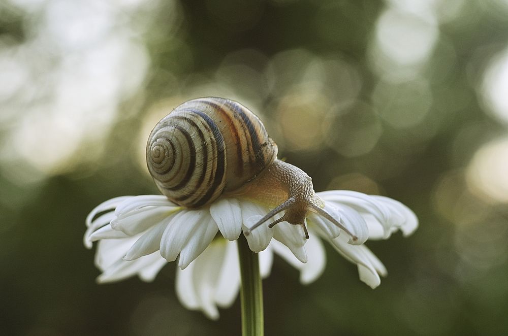 Улитка путешественница