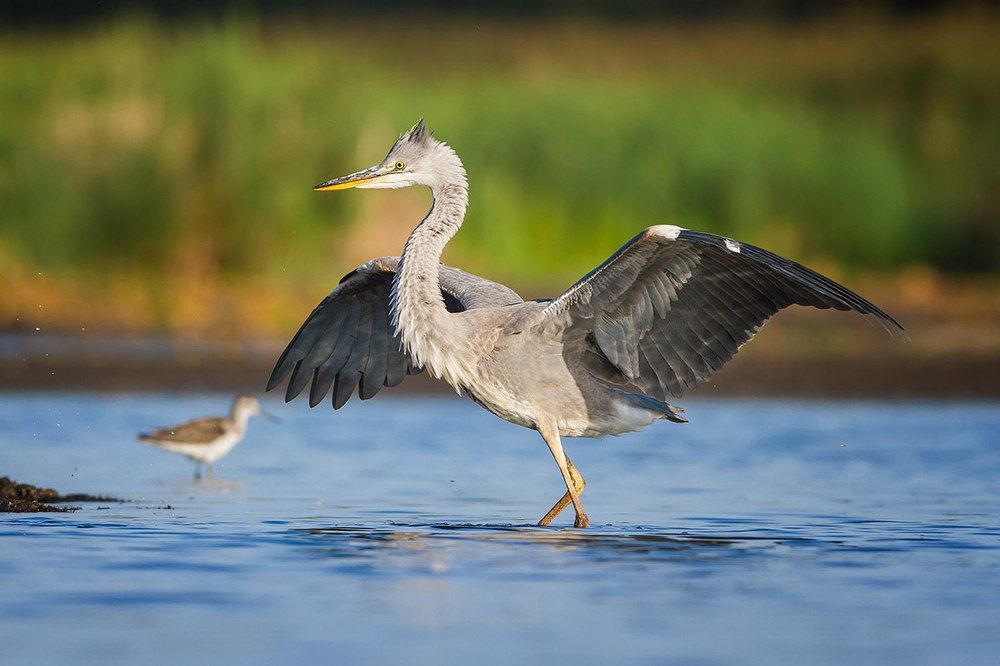 Без завтрака