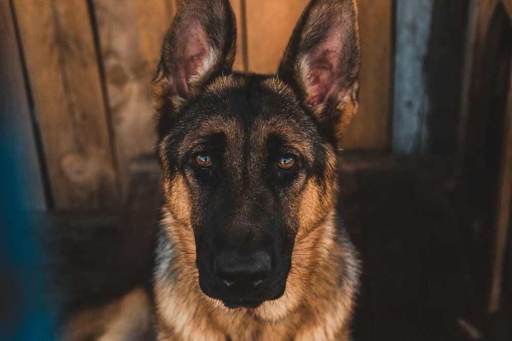 Он предан тебе.