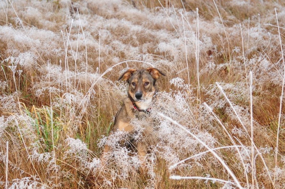 В осенних кружевах