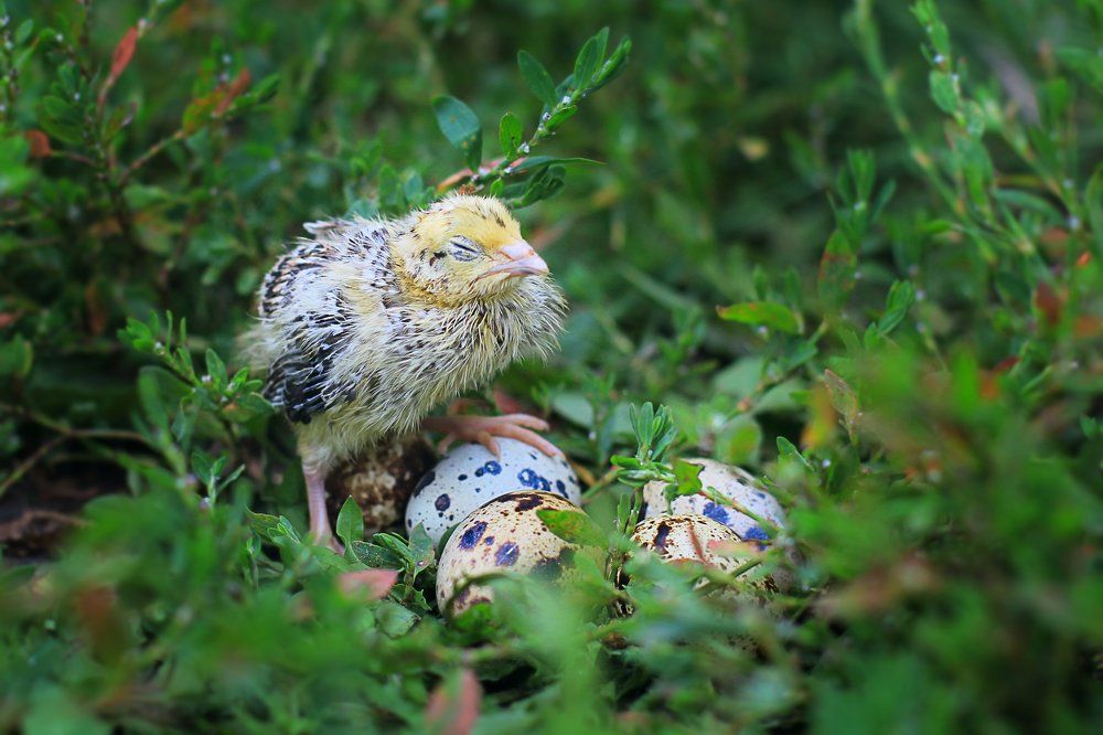 В ожидании брата