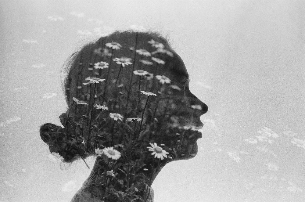 Ромашковое поле