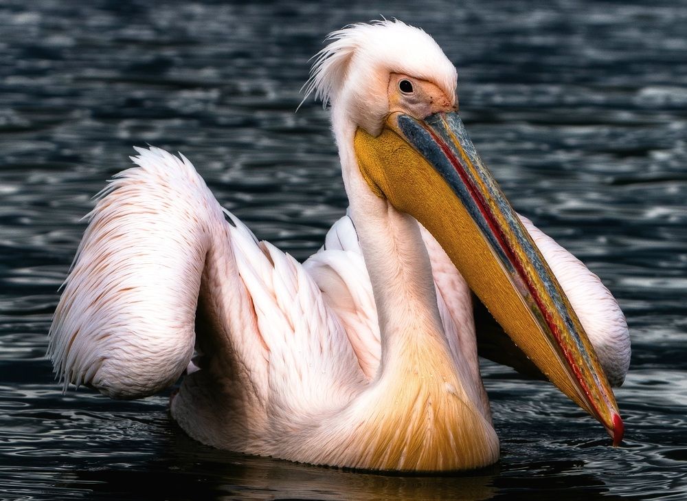 Photograph by Nikos(Nougzari) Leonov