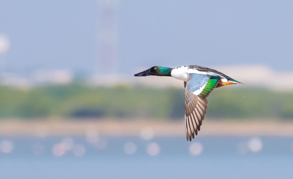 Photograph by Tanmoy Mitra