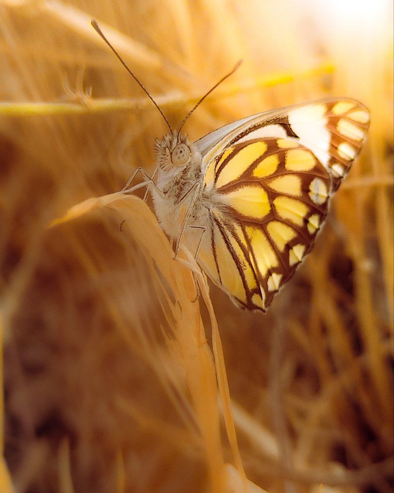 Photograph by Yasin Rezapour