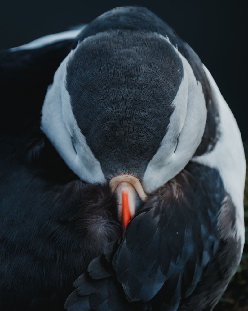 Photograph by Misha Martin