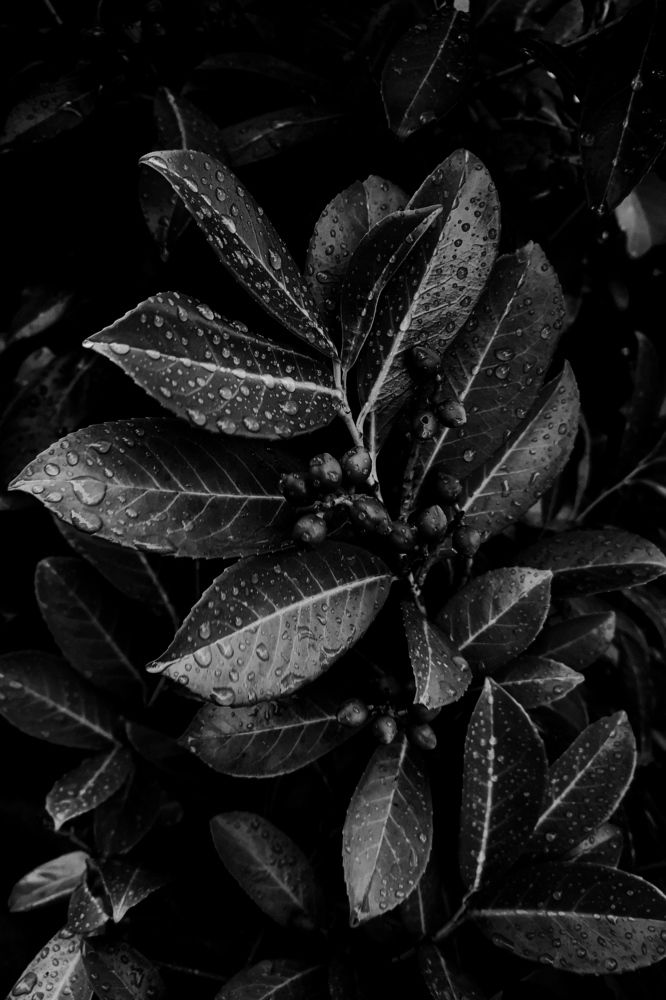 Photograph by Анастасия Агенидзе