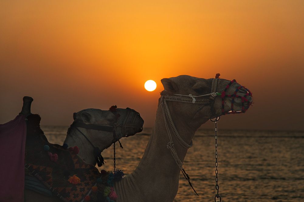 Dromedaries in Marsa Alam