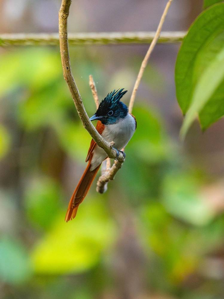 Paradise flycatcher