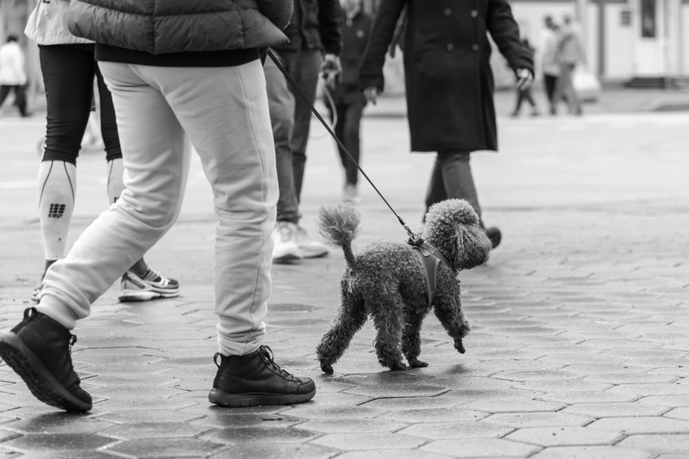 Бегущий город