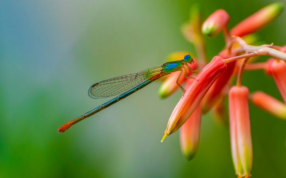 Photograph by Abhik Das