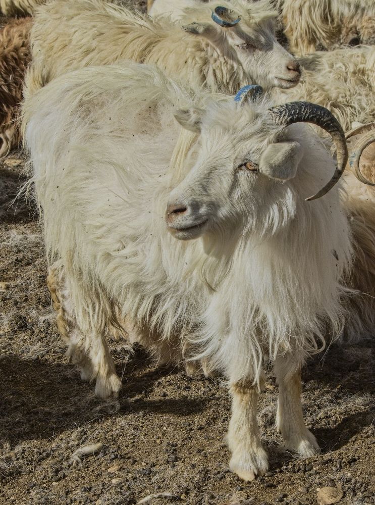 Пашминские козы