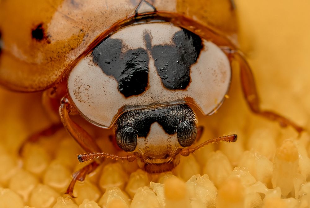 Photograph by Viktor Makarov