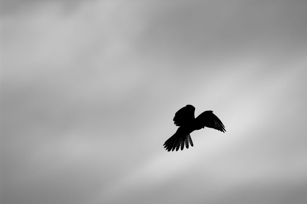 Photograph by Nicole Maria Oestreich