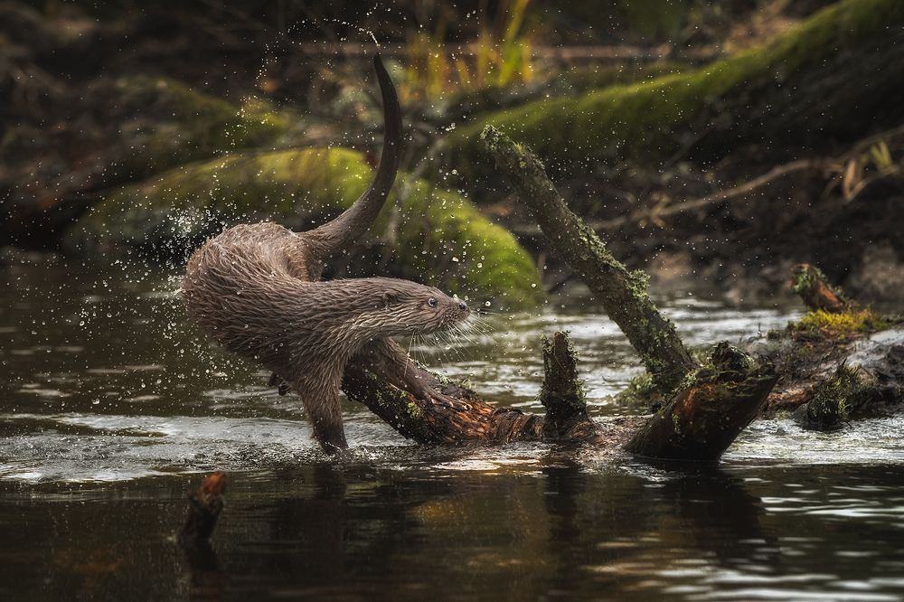 Фотография автора Рудченко Ольга