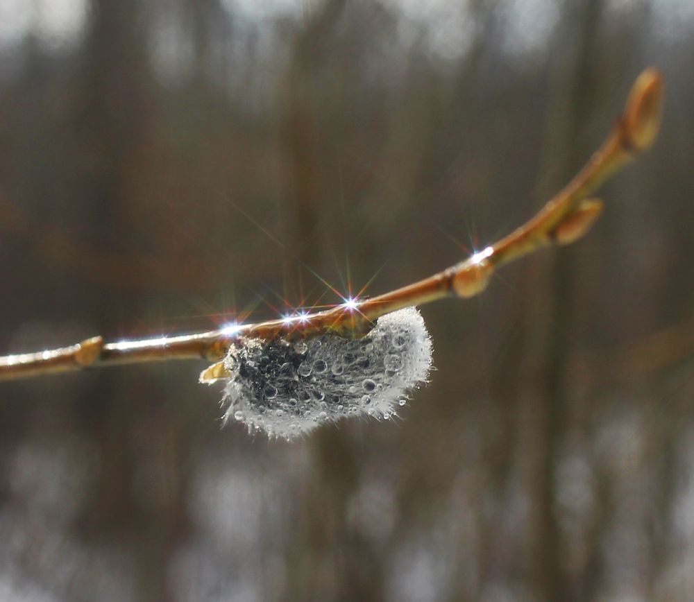 Photograph by Алла Бойко