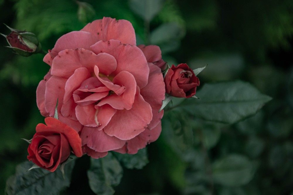 Photograph by Оксана Кийкова