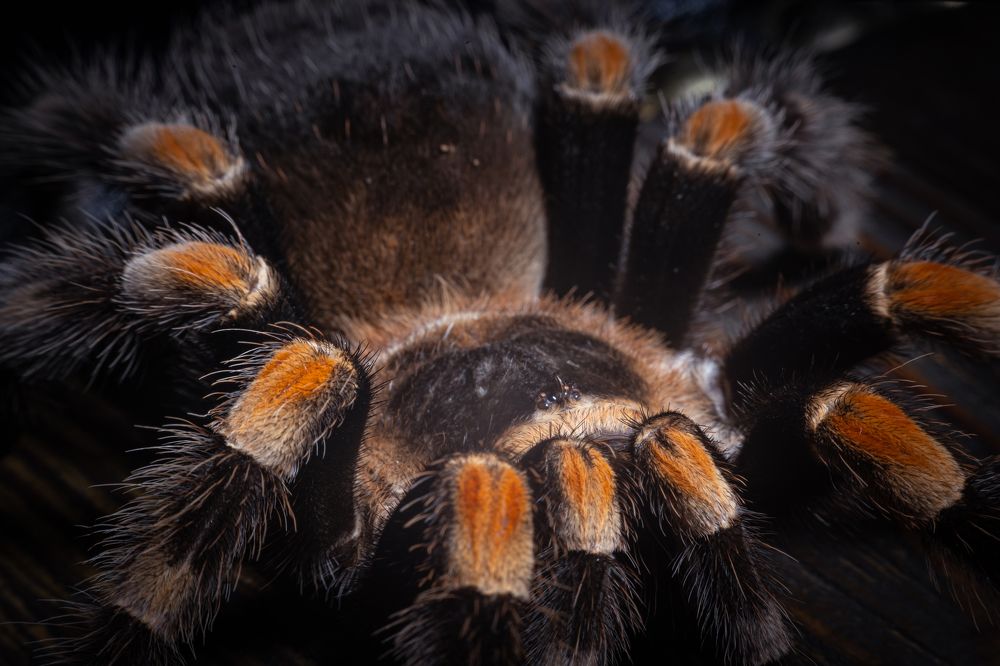 Фотография автора Антон Сандалов