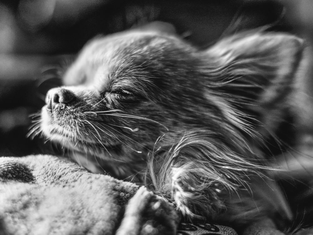 Photograph by Daniela Scanu