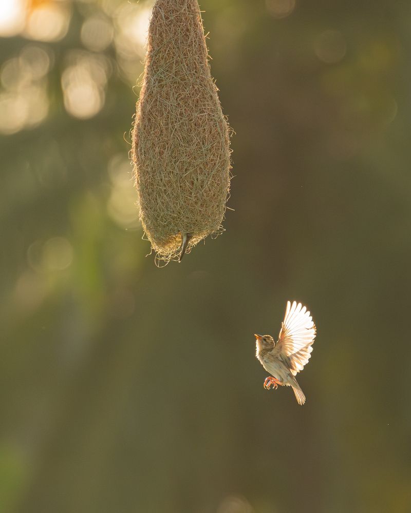 Golden Weavings: Baya Weaver Nest in Backlit Brilliance