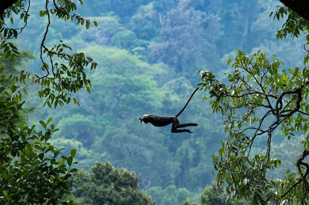 Superman of the Canopy