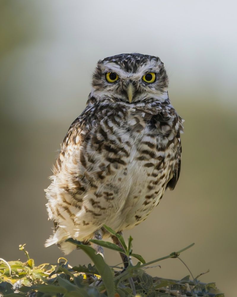 Photograph by Pablo Corengia