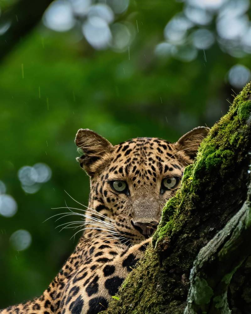Rainy Majesty: The Leopard's Grace Amidst the Downpour