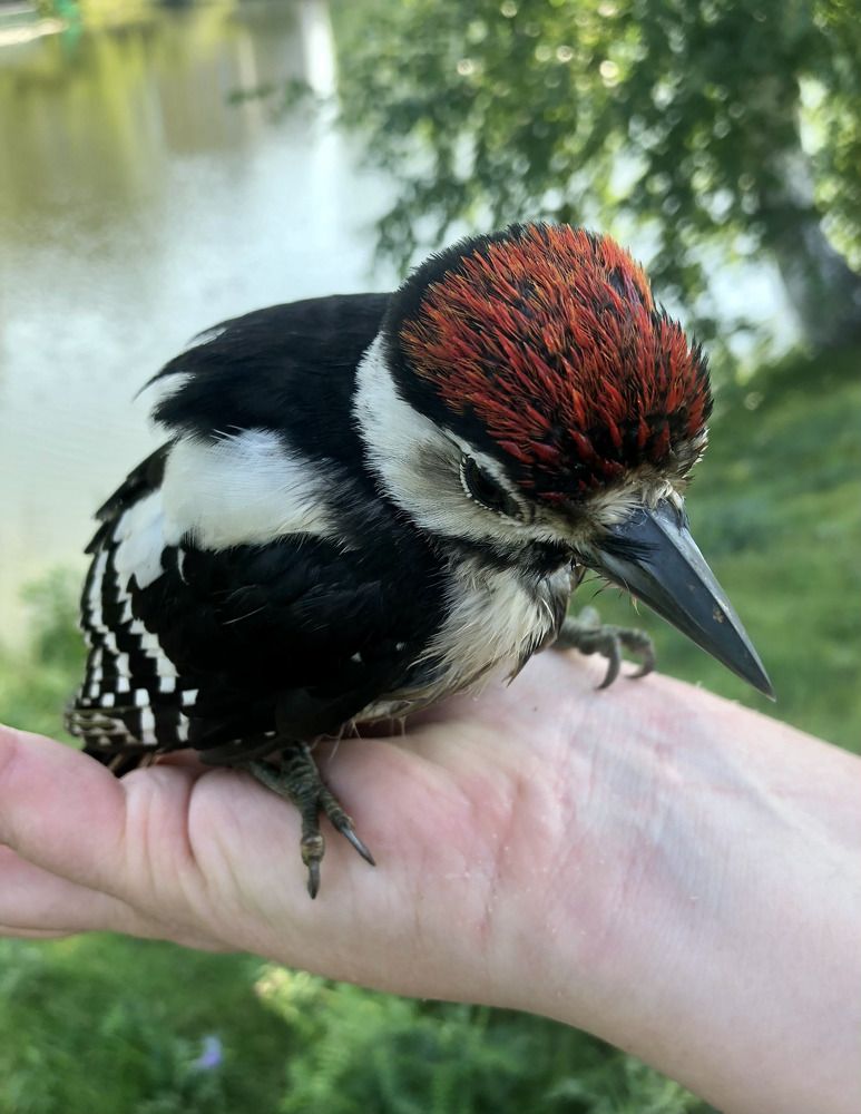 Дятел на ладони.