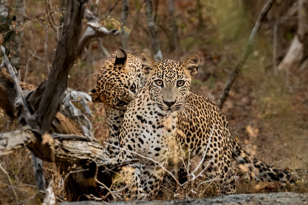 Photograph by Sampath Perera