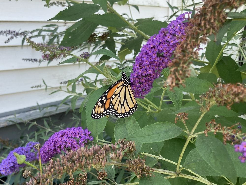 Monarch Butterfly on Butterfly Bush