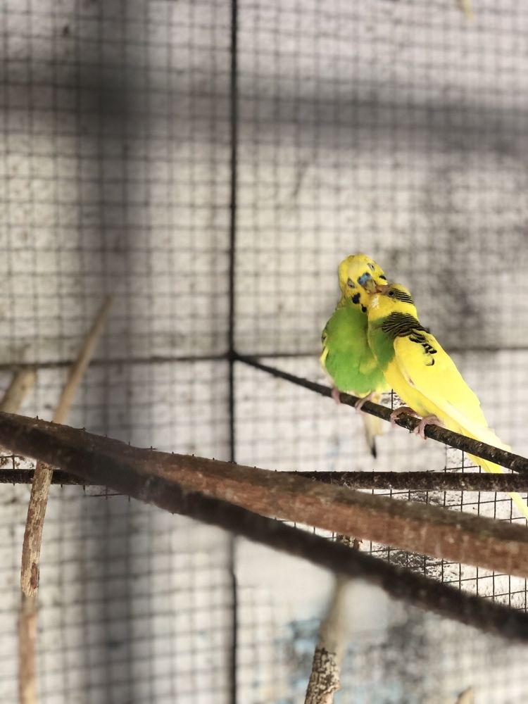 Photograph by Pihu chudasama