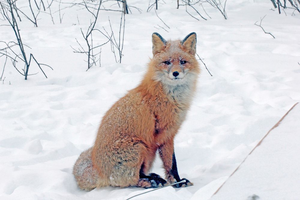 Photograph by Сергей Хитра