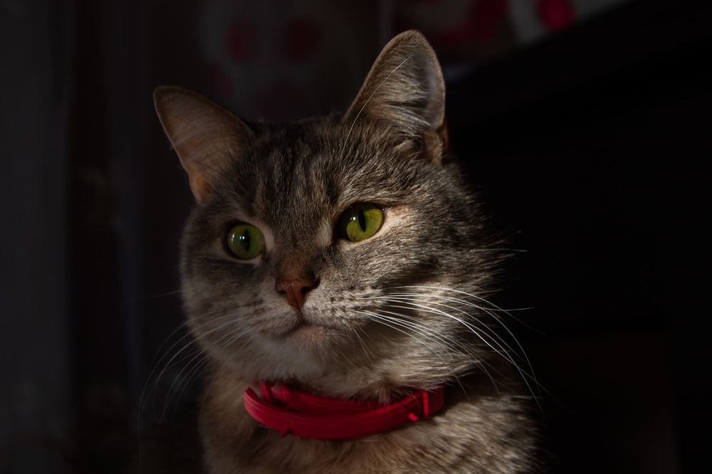 Photograph by Ирина Вепринцева